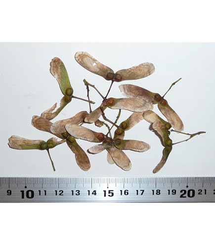 Amazon.co.jp: CHUXAY GARDEN レアブルー 日本のカエデの種 50粒 観賞